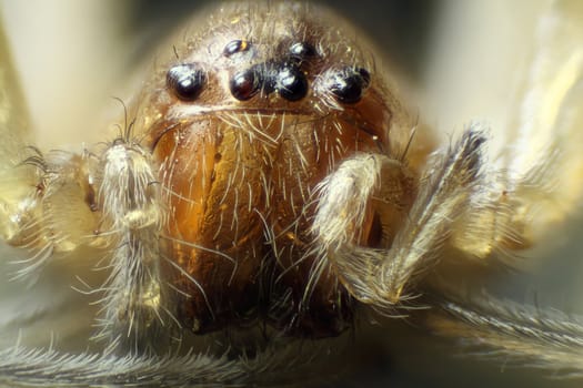 Spider under the microscope (Araneae, Arane)
