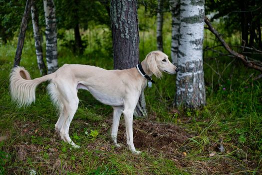 White saluki standing in a summer forest
