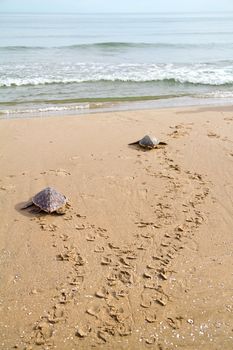 two Loggerhead Sea Turtles go to the Mediterranean sea