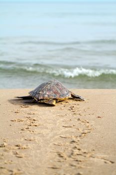 Loggerhead Sea Turtle go to the Mediterranean sea