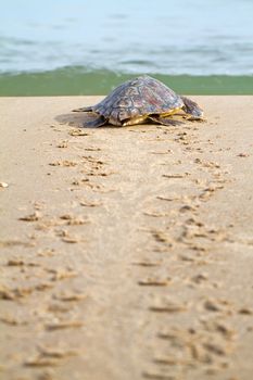 Loggerhead Sea Turtle go to the Mediterranean sea