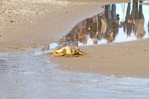 Loggerhead Sea Turtle go to the Mediterranean sea