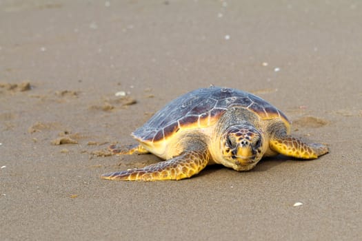 Loggerhead Sea Turtle go to the Mediterranean sea