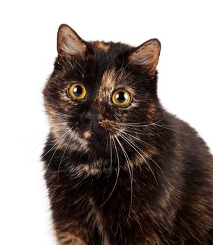 Portrait of a cat on a white background