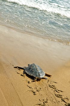 Loggerhead Sea Turtle go to the Mediterranean sea