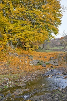 Closeup of a little creek in autumn