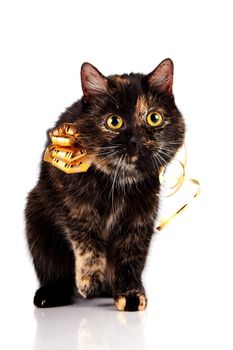 Cat with a gold bow on a white background