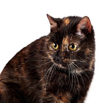 Portrait of a beautiful cat on a white background