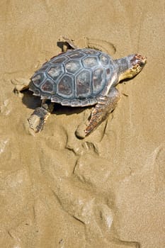 Loggerhead Sea Turtle go to the Mediterranean Sea