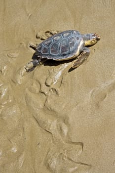 Loggerhead Sea Turtle go to the Mediterranean Sea