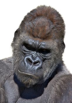 Gorilla portrait in white background. Vertical