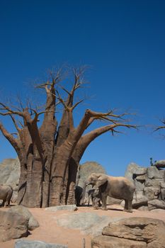 elephants and baobab in zoo of Valencia (Spain)