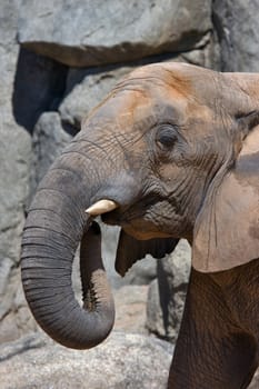 Elephant head in zoo of Valencia (Spain)