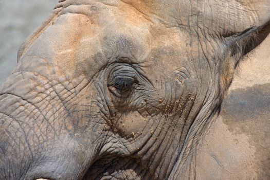 Elephant head in zoo of Valencia (Spain)