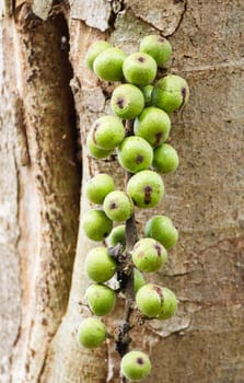 Green Fig fruit on  tree  in Thailand