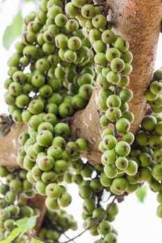 Green Fig fruit on  tree  in Thailand