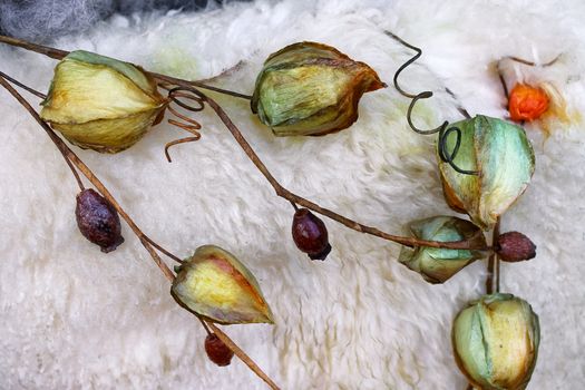 Dry decorative twig physalis on the fleece