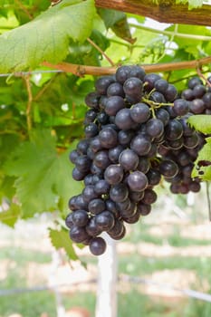 Red Grapes on the vine  in vineyard before harvest