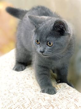 British breed kitten smoky-gray color while playing