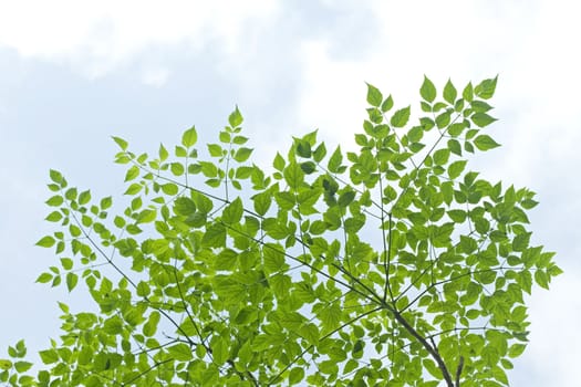 Green leaves with sky