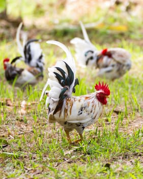 White Bantam  on grass in Countryside from thailand