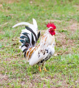 White Bantam  on grass in Countryside from thailand