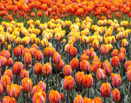 Varieties of Rembrandt tulips (Princess Irene,La Courtine) in a beautiful Dutch garden in spring