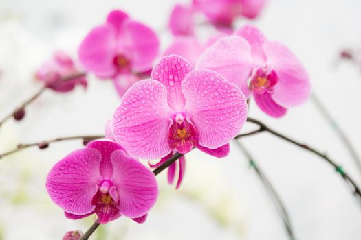 pink streaked orchid flower on white background with water drop on leaf