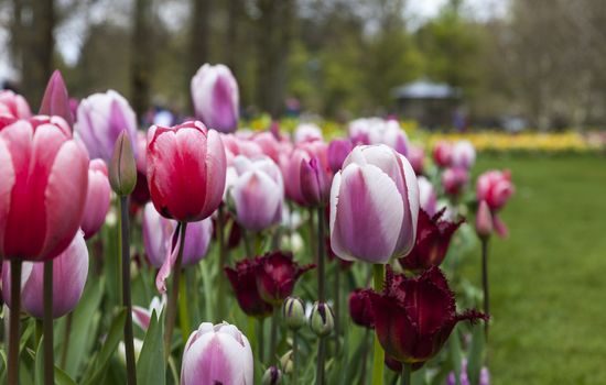 Dutch flowers garden with various types of Triumph Tulips and Red Wing Fringed Tulips.