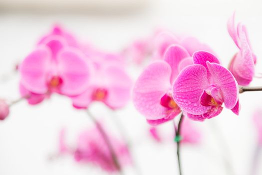 pink streaked orchid flower on white background with water drop on leaf