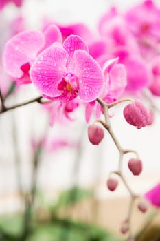 pink streaked orchid flower on white background with water drop on leaf