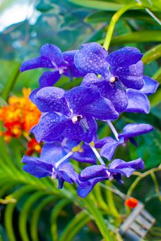 colorful orchid blossoms in a flower garden