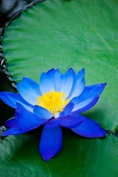 beautiful blue water lily in Kew Gardens London