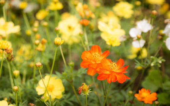 many red cosmos flower in garden