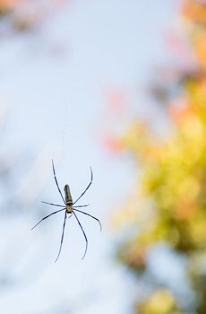 spider on web with bokeh in background