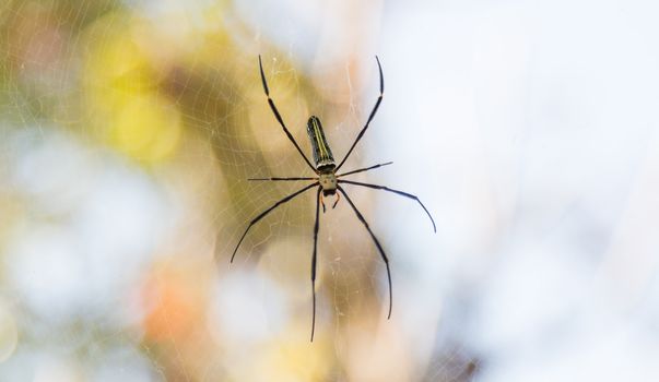 spider on web with bokeh in background