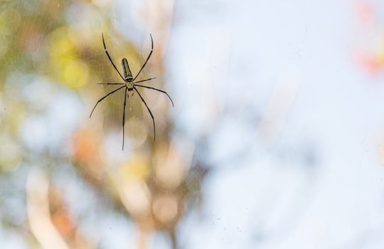 spider on web with bokeh in background