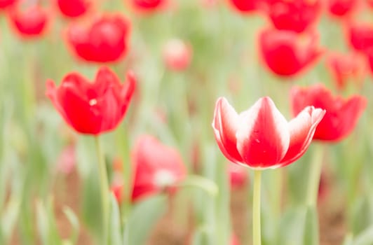 two tone color tulip flower in garden with red tulip flower in background