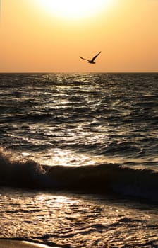 Summer sunrise over the sea with a seagull