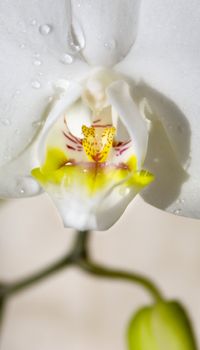Macro photo of an orchid with waterdrops, Vertical photo