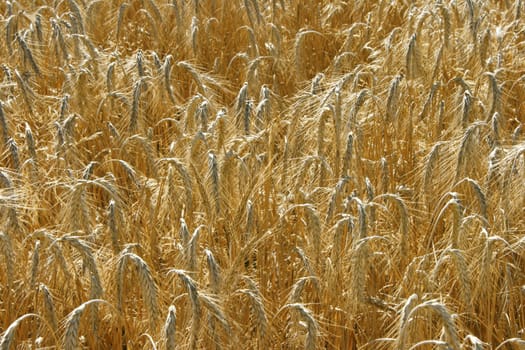 Wide yellow wheat field textured background