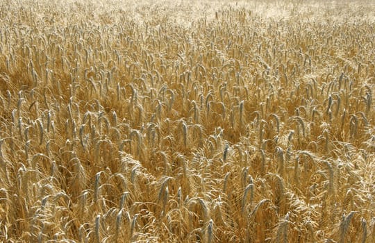 Wide yellow wheat field textured background