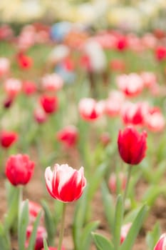 two tone color tulip flower in garden with tulip flower in background