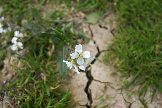 A tiny flower breaking through a crack in the dry soil.