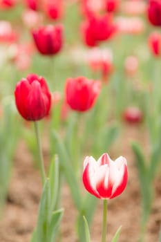 two tone color tulip flower in garden with tulip flower in background