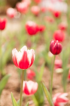 two tone color tulip flower in garden with tulip flower in background