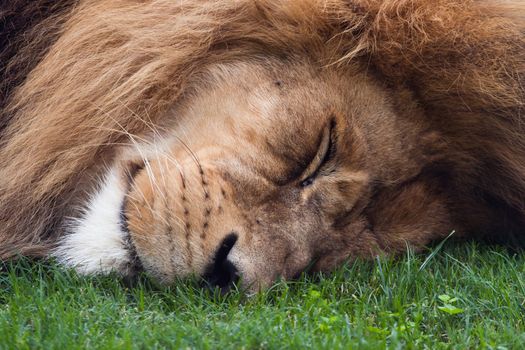 adult lion sleeping to on the grass in the zoo Bioparc in Valencia (Spain)