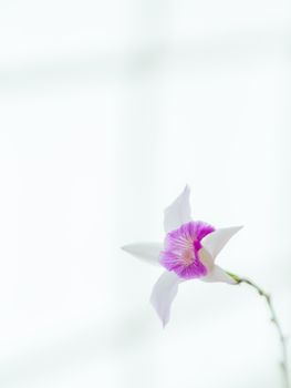 white violet vanda orchid on white background softly focus