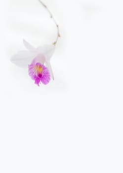 white violet vanda orchid on white background softly focus