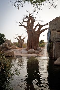 baobab on a lake with waterfall